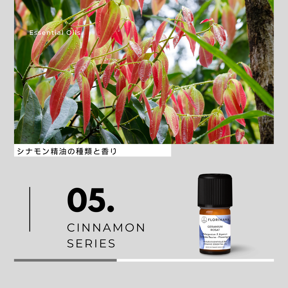 【アロマメモ】シナモン精油の種類と香り