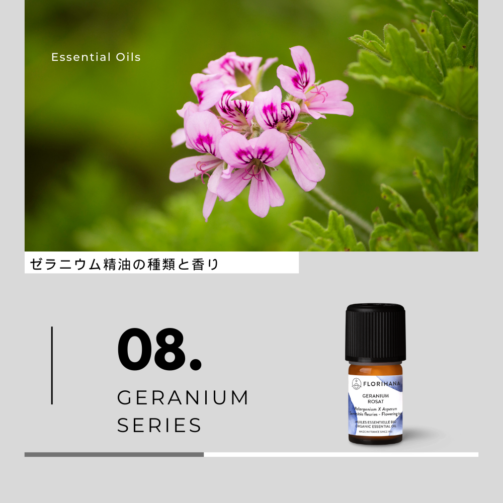 【アロマメモ】ゼラニウム精油の種類と香り
