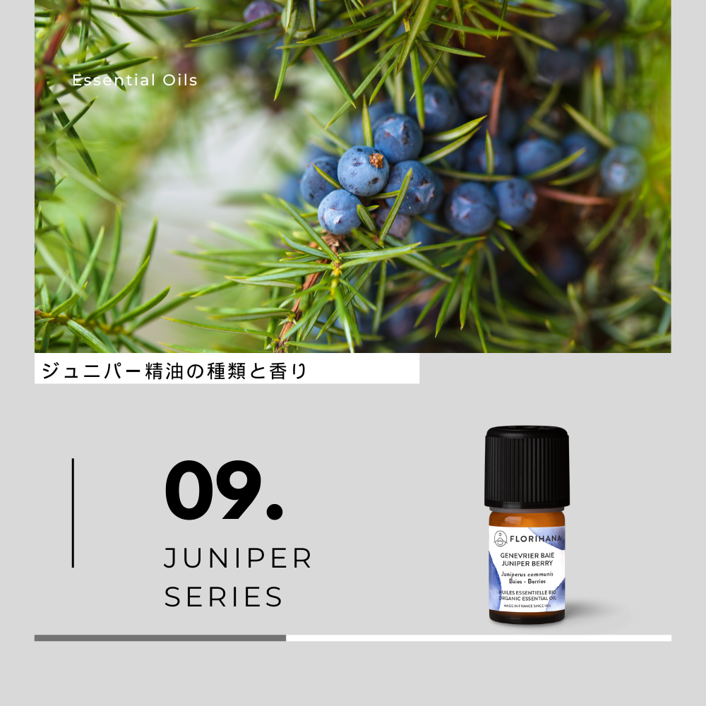 【アロマメモ】ジュニパー精油の種類と香り